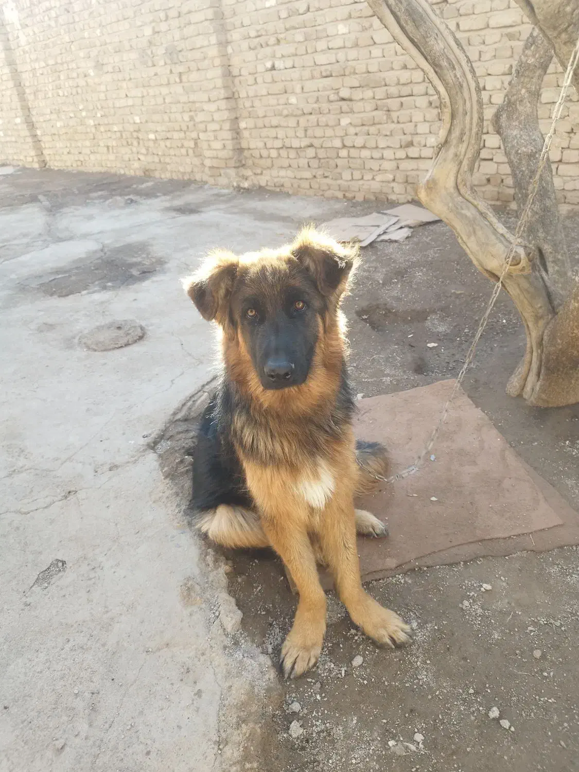 توله ی ژرمن|سگ|بوئین زهرا, |دیوار