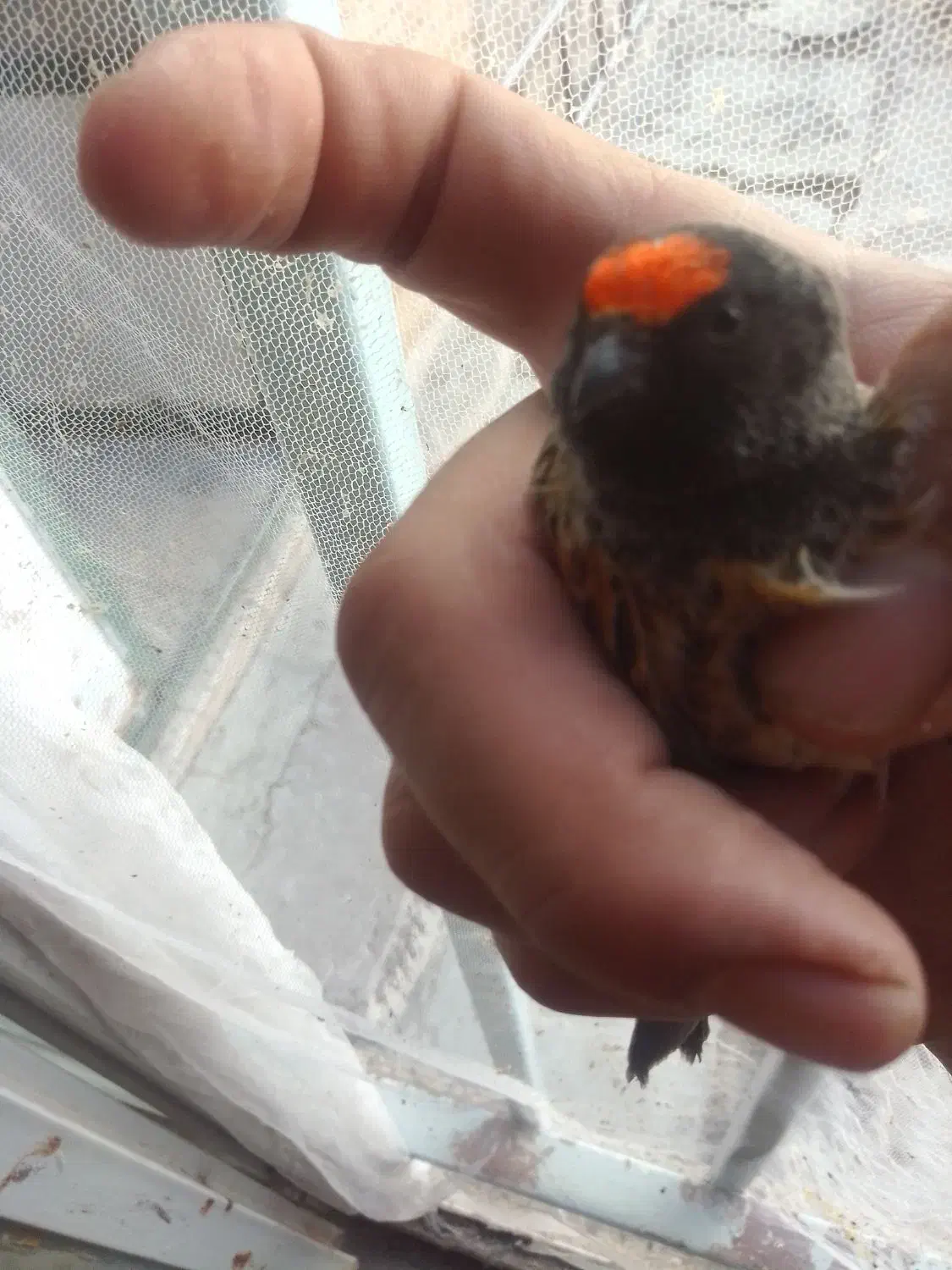 گلبسر سرقرمزو جوجه ودمگاه زرد|پرنده|هرسین, |دیوار