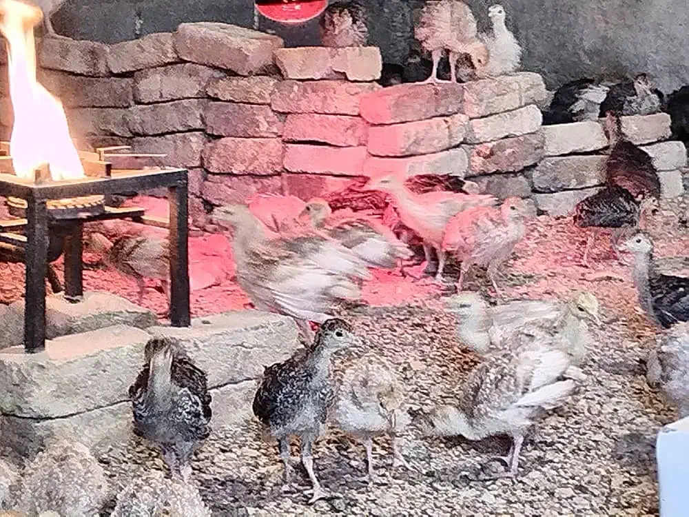 پرورش رایگان بوقلمون|استخدام صنعتی، فنی، مهندسی|اهواز, زندوکیلی|دیوار