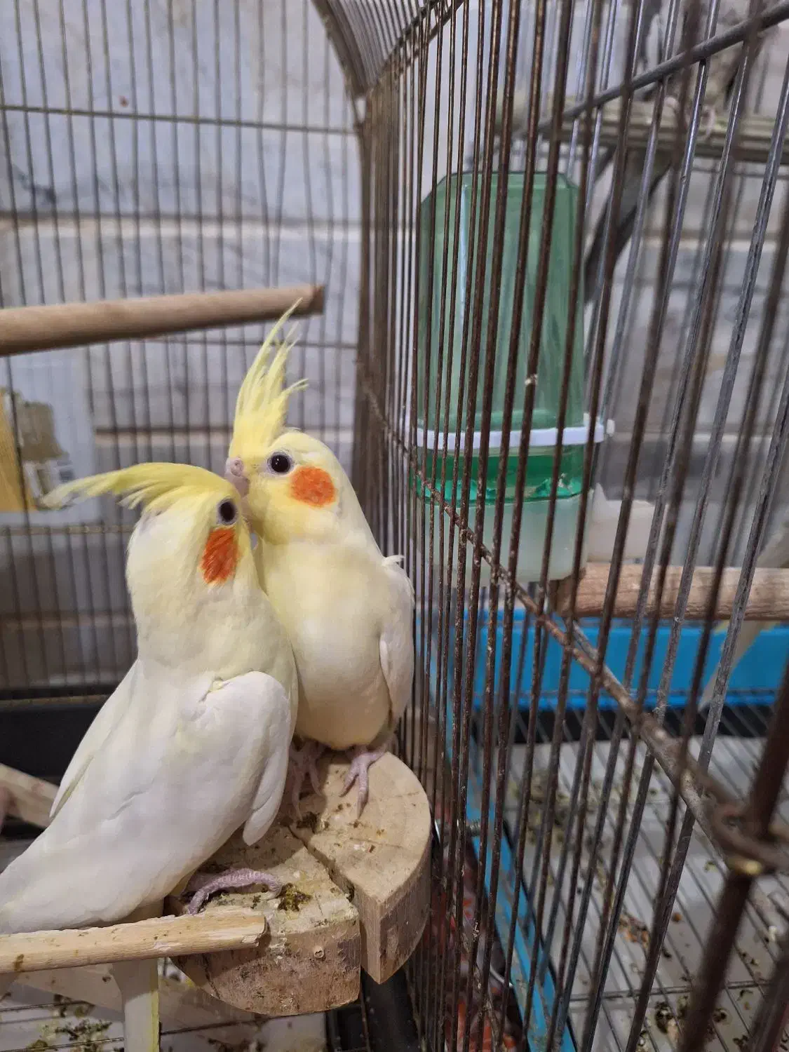 عروس هلندی|پرنده|محلات, |دیوار