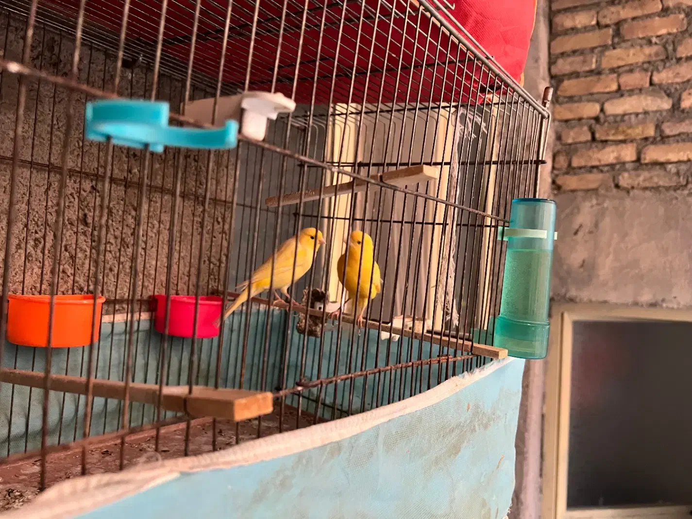 فروش یک جفت قناری تک رنگ درشت بدون لک|پرنده|بجنورد, |دیوار