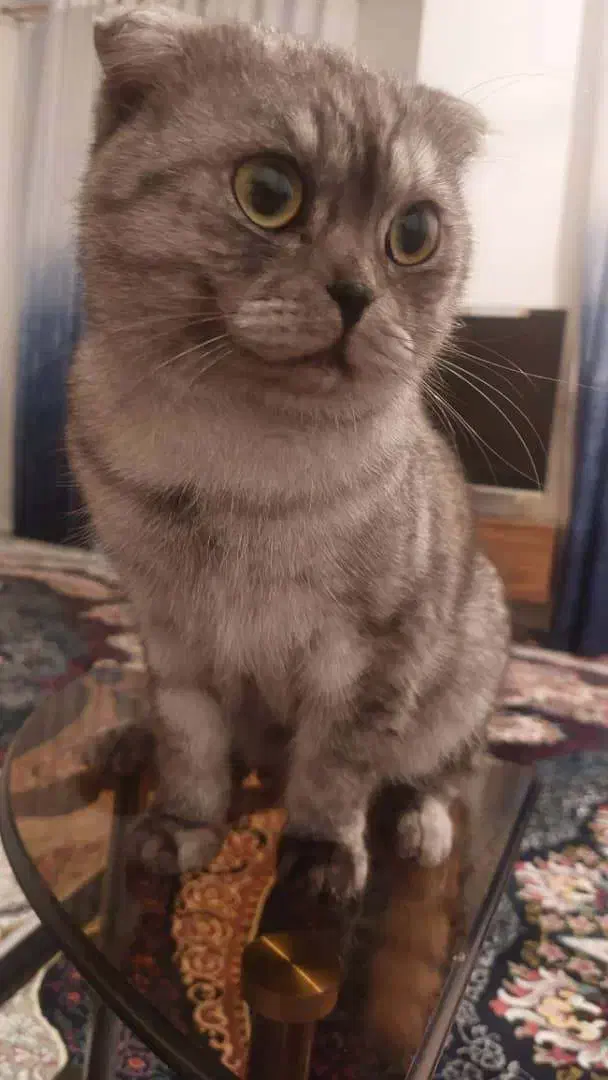 فروش گربه|گربه|کردکوی, |دیوار