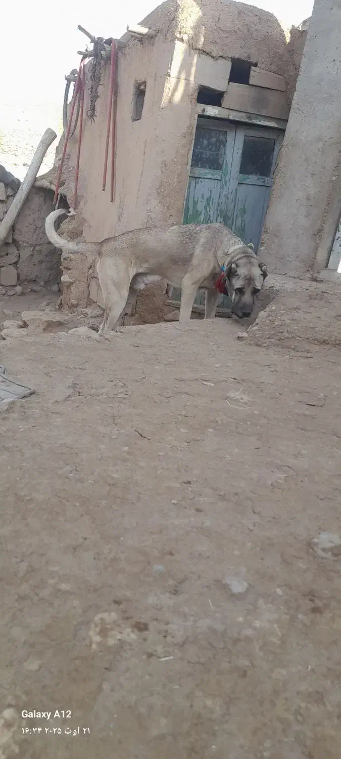 سگ سرابی|سگ|زنجانرود, |دیوار