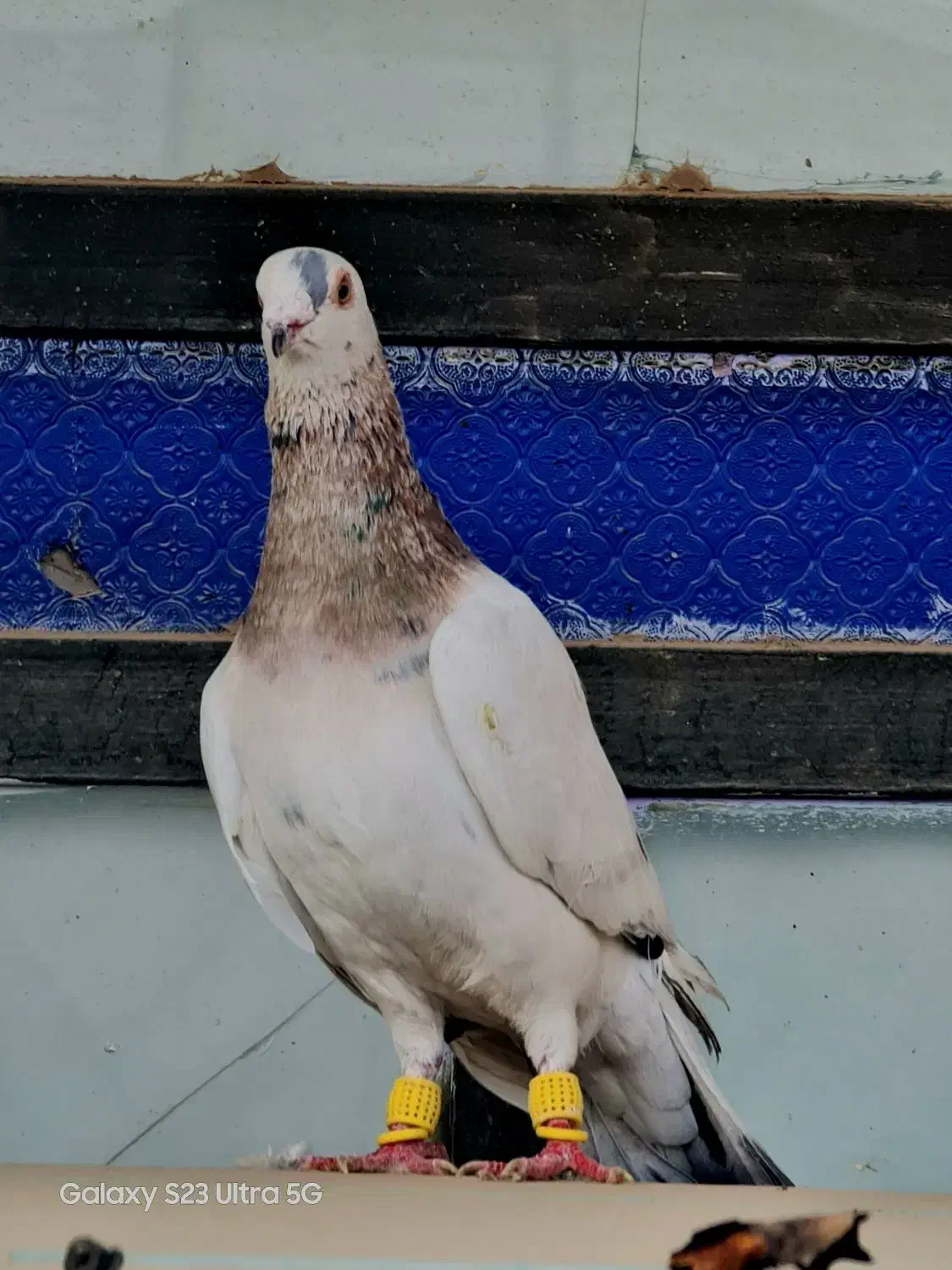 هفت رنگ‌کله هما لک دار|پرنده|بردسکن, |دیوار