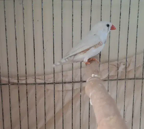 فنچ|پرنده|اندیشه, اندیشه فاز ۳|دیوار