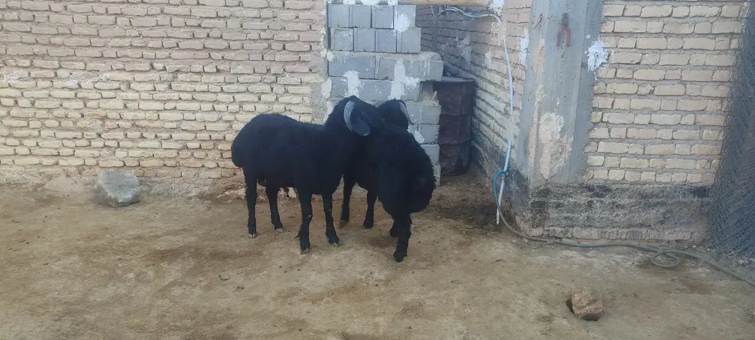 بره یک دس نر جفتی ۱۳۰|حیوانات مزرعه|ششده و قره بلاغ, |دیوار