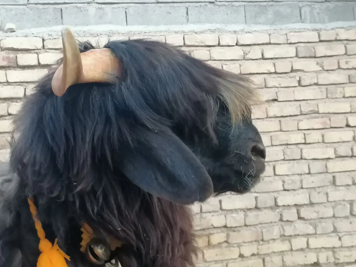 بره قوچ  کهره  بز  میش|حیوانات مزرعه|شیراز, گویم|دیوار