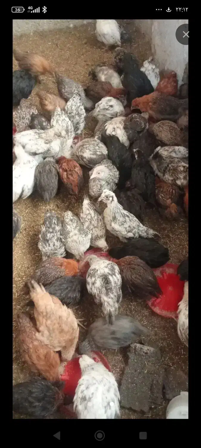 جوجه مرغ دونیم ماهه|حیوانات مزرعه|بیرجند, |دیوار