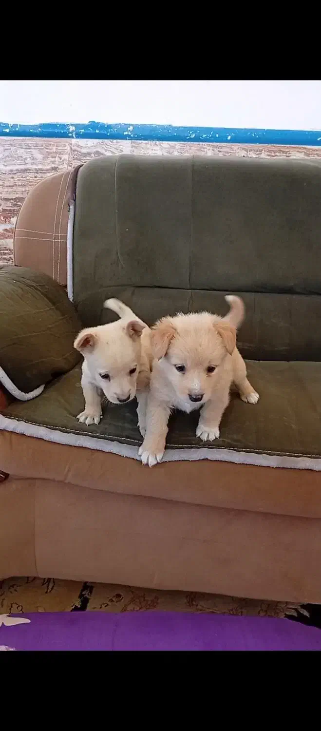 واگذاری سگ|سگ|اردبیل, |دیوار