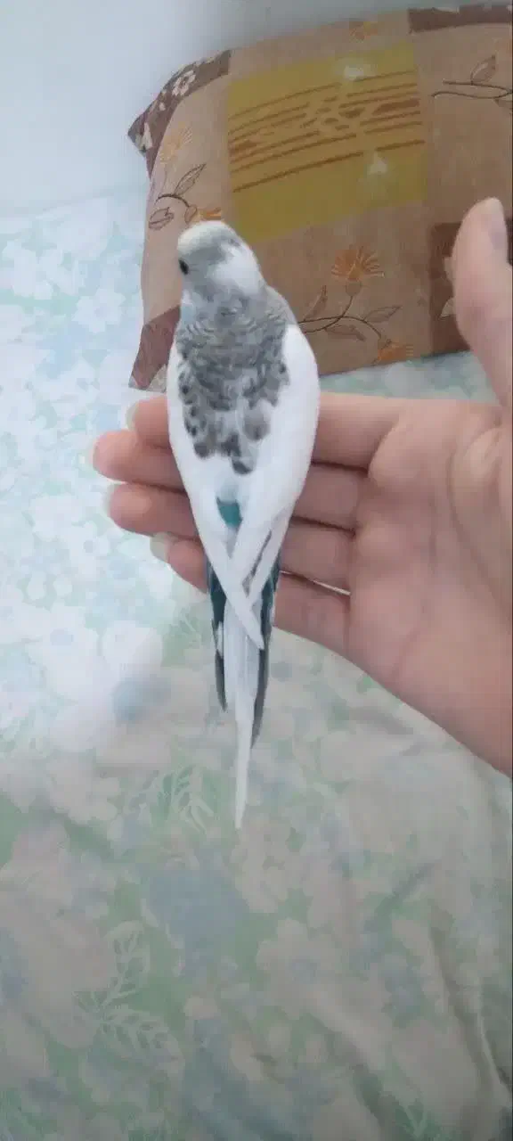 مرغ عشق دورگه|پرنده|تهران, علم و صنعت|دیوار