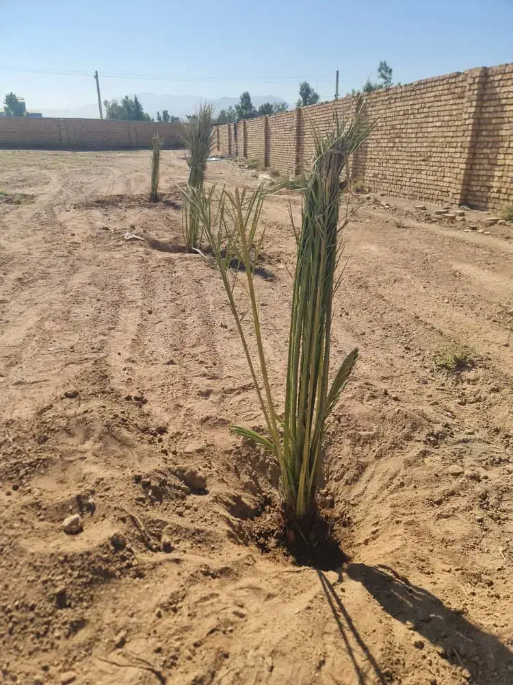 فاروش پاجوش ازآبادان|خدمات باغبانی و درختکاری|برازجان, |دیوار