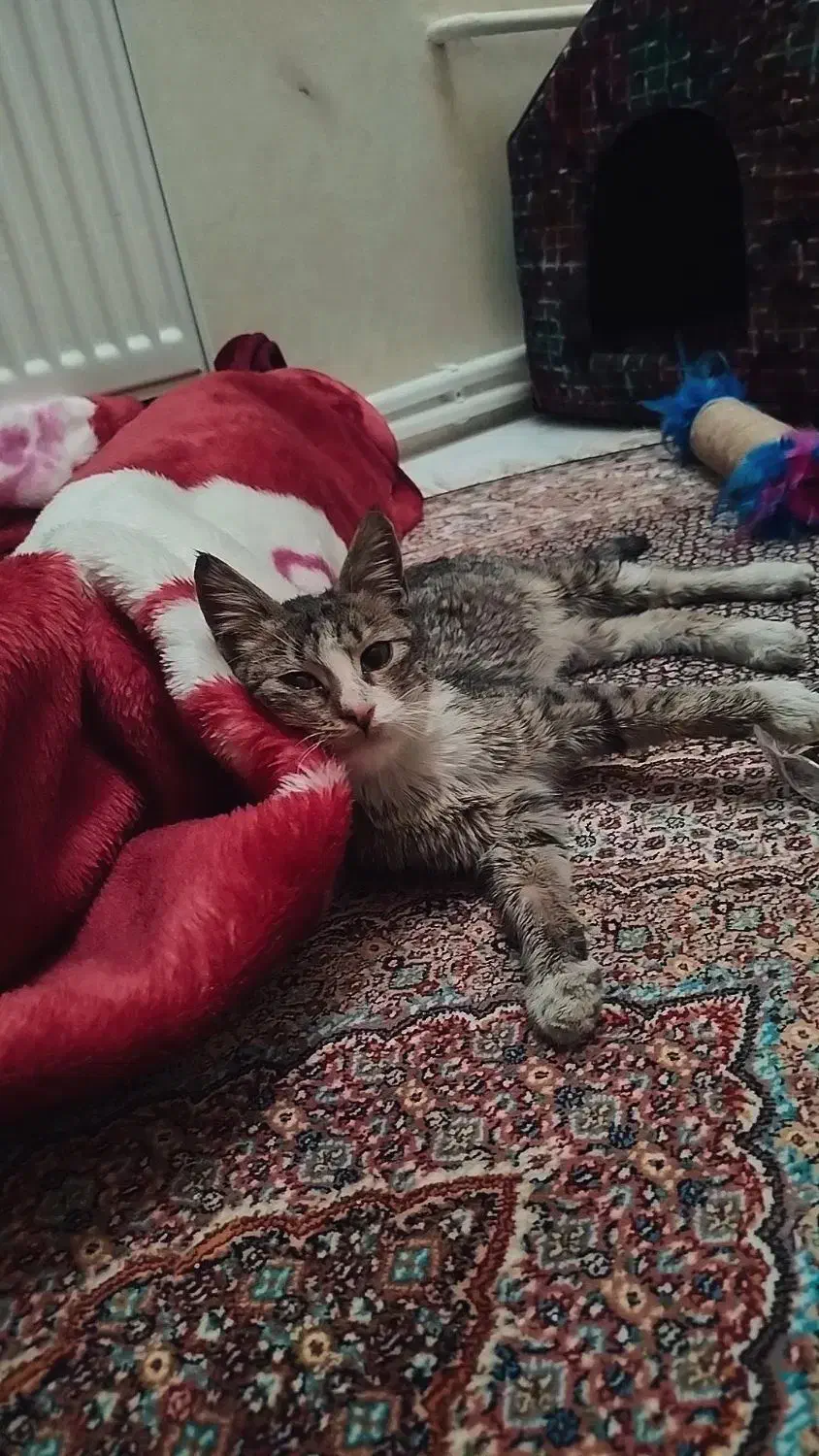 واگذاری گربه نر|گربه|تبریز, |دیوار