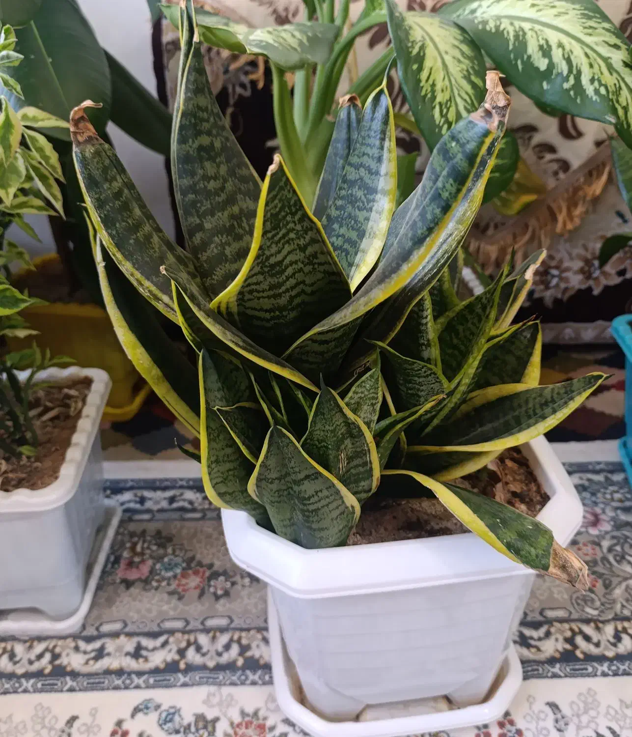 انواع گل در قیمت های خیلی مناسب|گل و گیاه طبیعی|سنندج, |دیوار