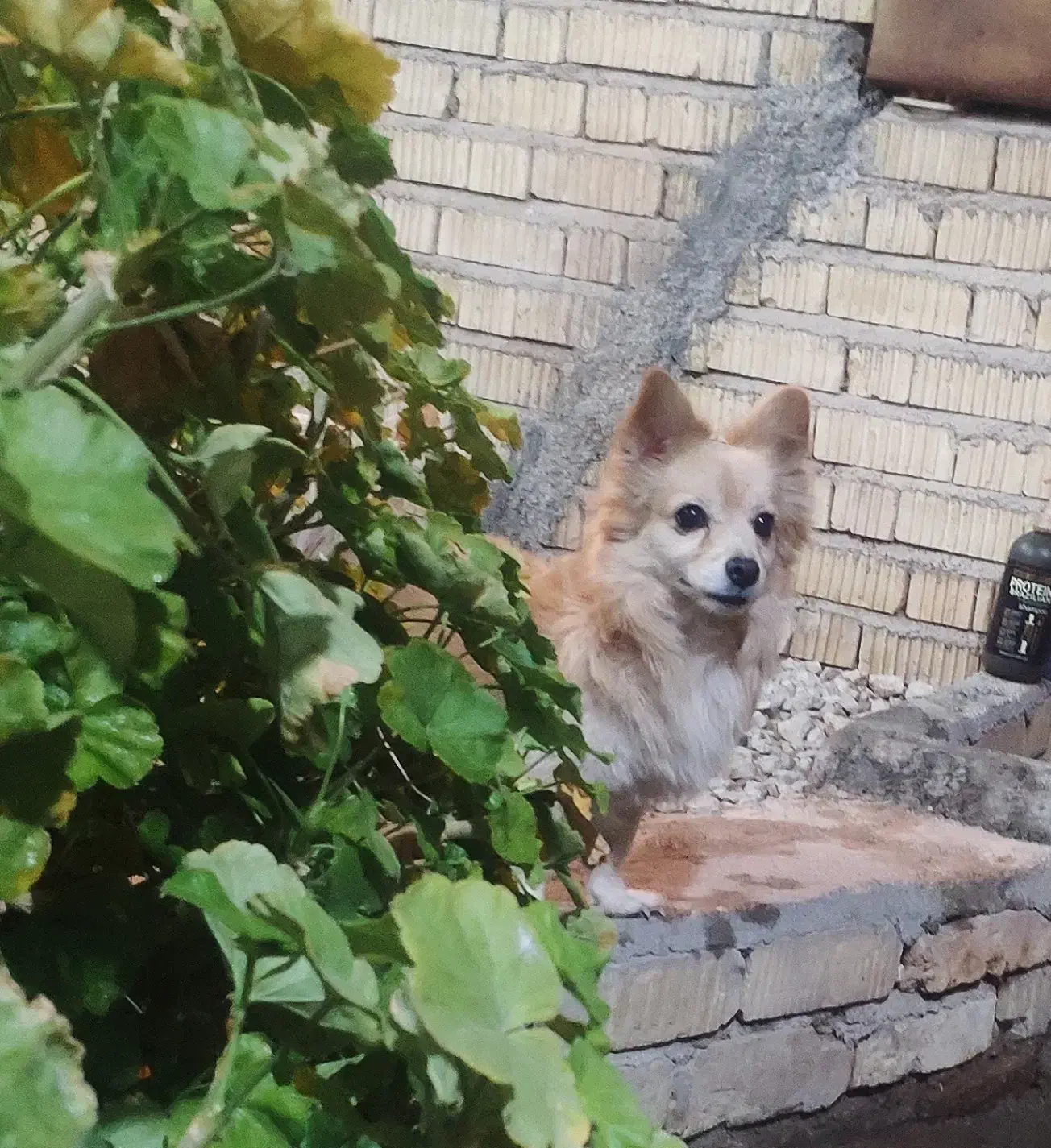 سگ گمشده|حیوانات|مرودشت, فیروزی|دیوار