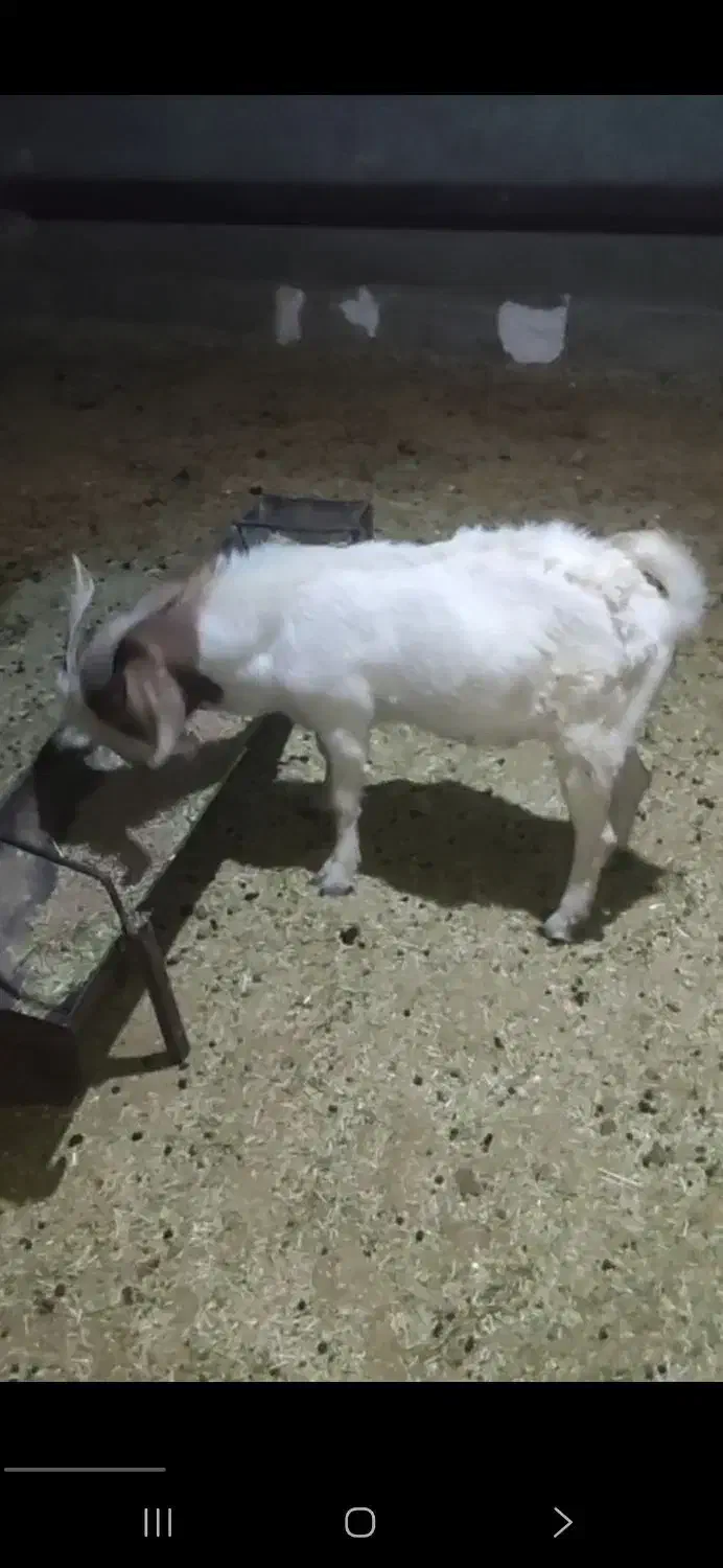 چپش بوئر|حیوانات مزرعه|خانمیرزا, |دیوار