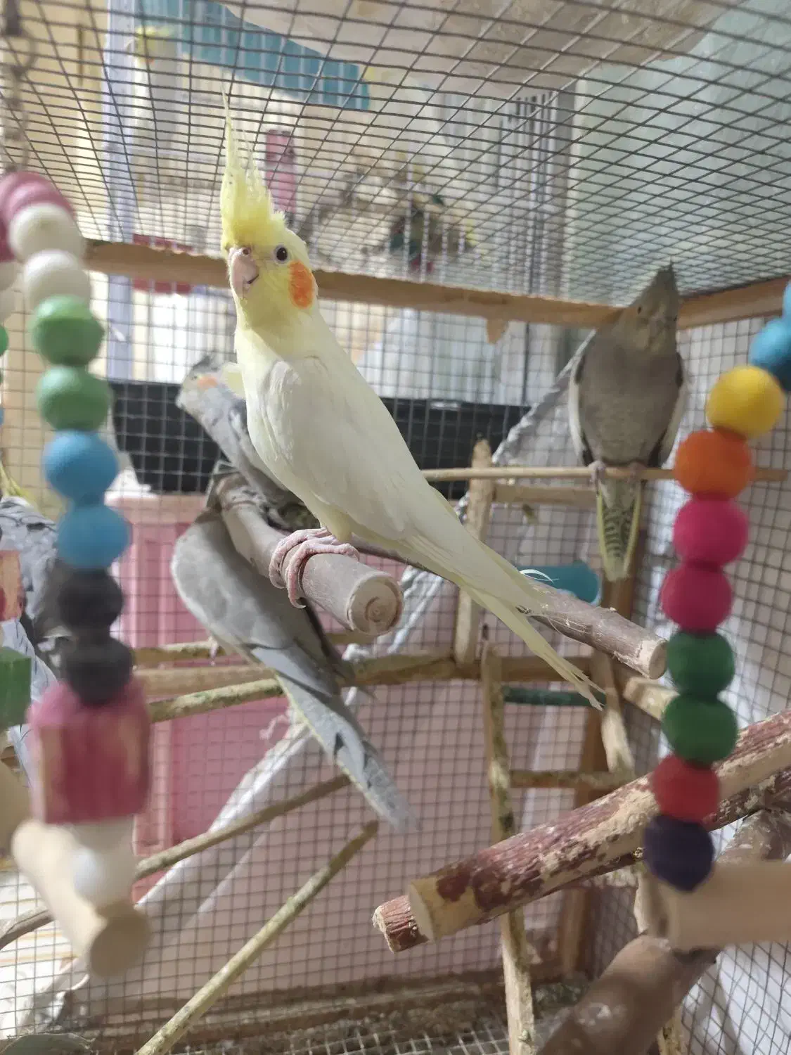 عروس هلندی|پرنده|بندر ماهشهر, |دیوار