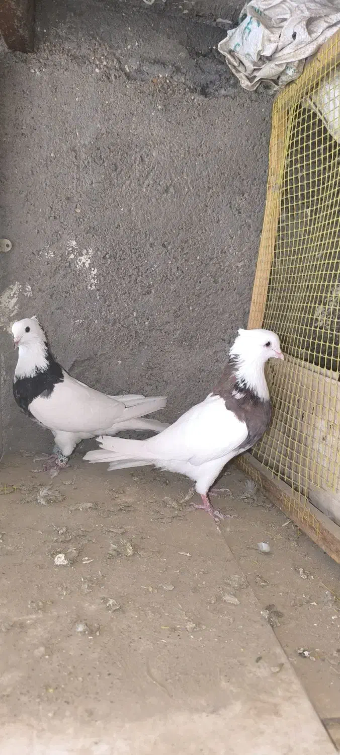 طوقی درجه یک|پرنده|کارون, |دیوار