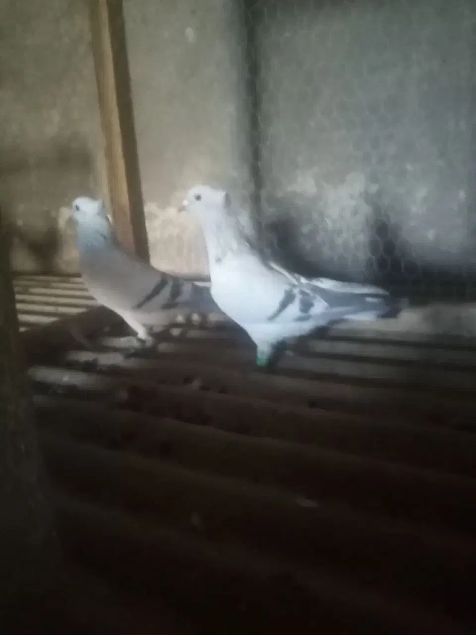 نروماده سبز خطی کاکلی|پرنده|تربتحیدریه, حاجی یار|دیوار