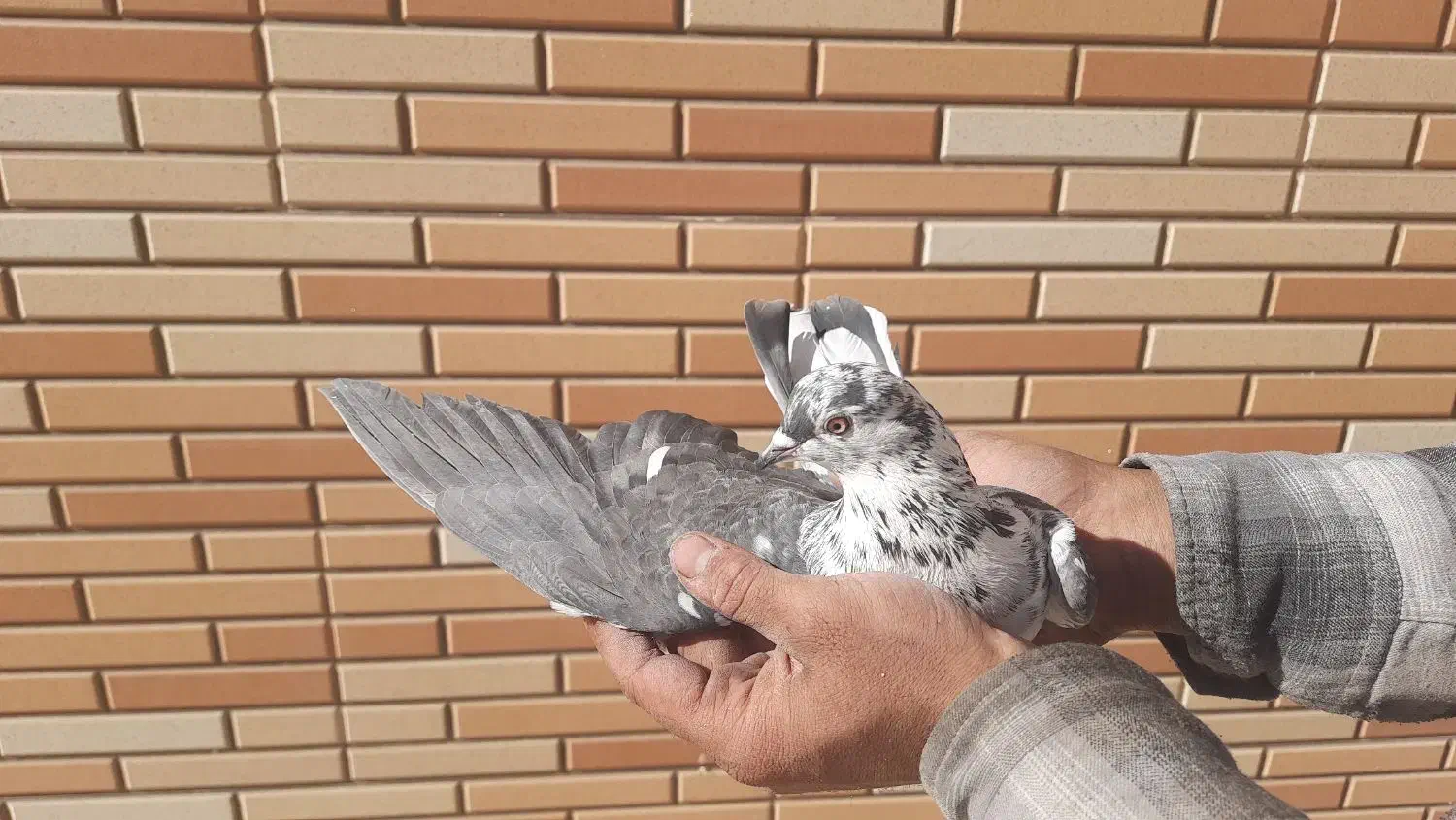 کبوتر پرشی|پرنده|مبارکه, |دیوار