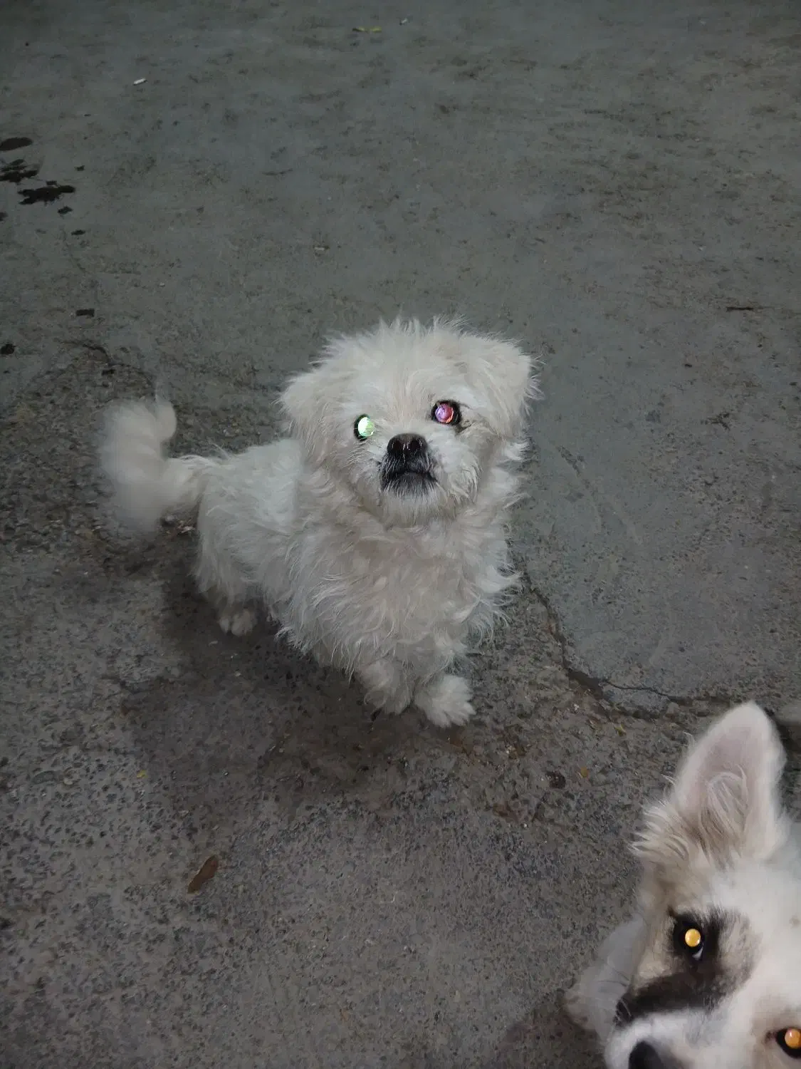 فروش|سگ|بروجن, |دیوار