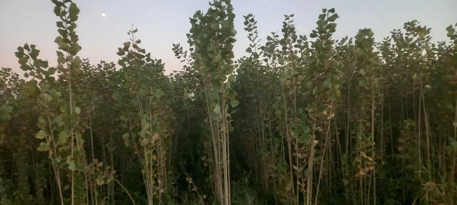 صنوبر ترکیه|عمده‌فروشی|میاندوآب, |دیوار