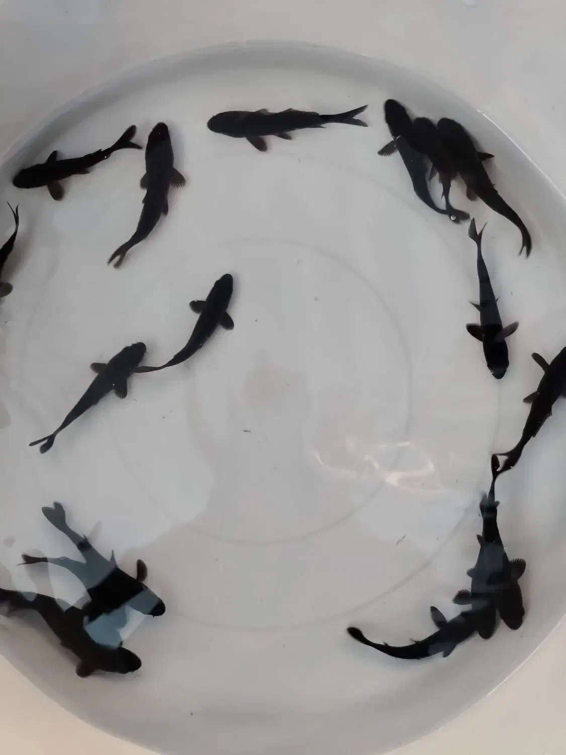 کوی بلک (سیاه)|ماهی|نجفآباد, فاز ۲ شهرک آزادگان|دیوار