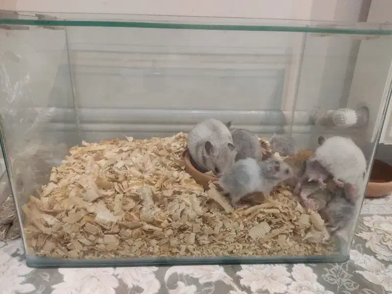 همستر|موش و خرگوش|مشهد, کوشش|دیوار