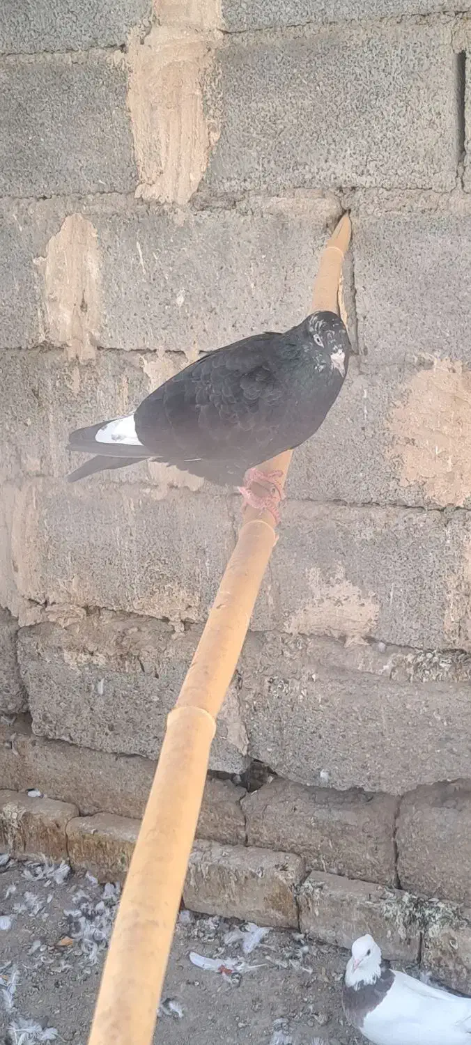 کبوتر پرشی|پرنده|جیرفت, |دیوار