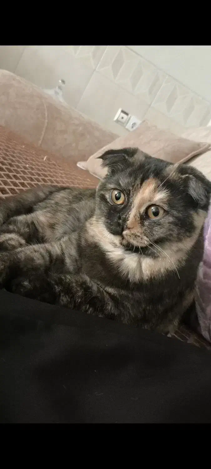 گربه گمشده|حیوانات|بجنورد, |دیوار