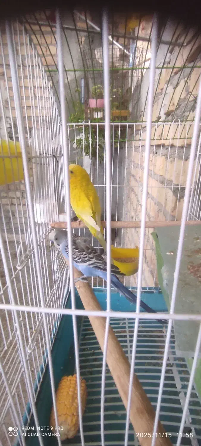 یه جفت مرغ عشق مولدبایه جوجه بفروش میرسد|پرنده|شیراز, شهرک کوشکک|دیوار