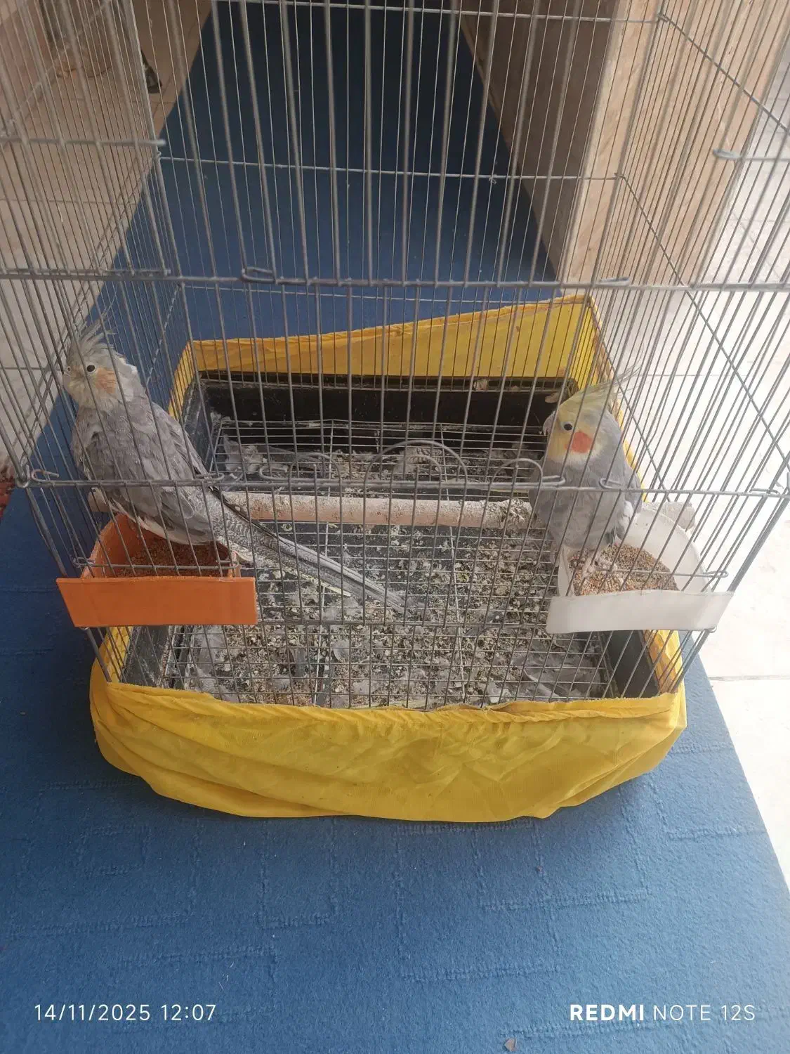 یه جفت عروس هلندی با قفس 1 متری|پرنده|ساوه, |دیوار