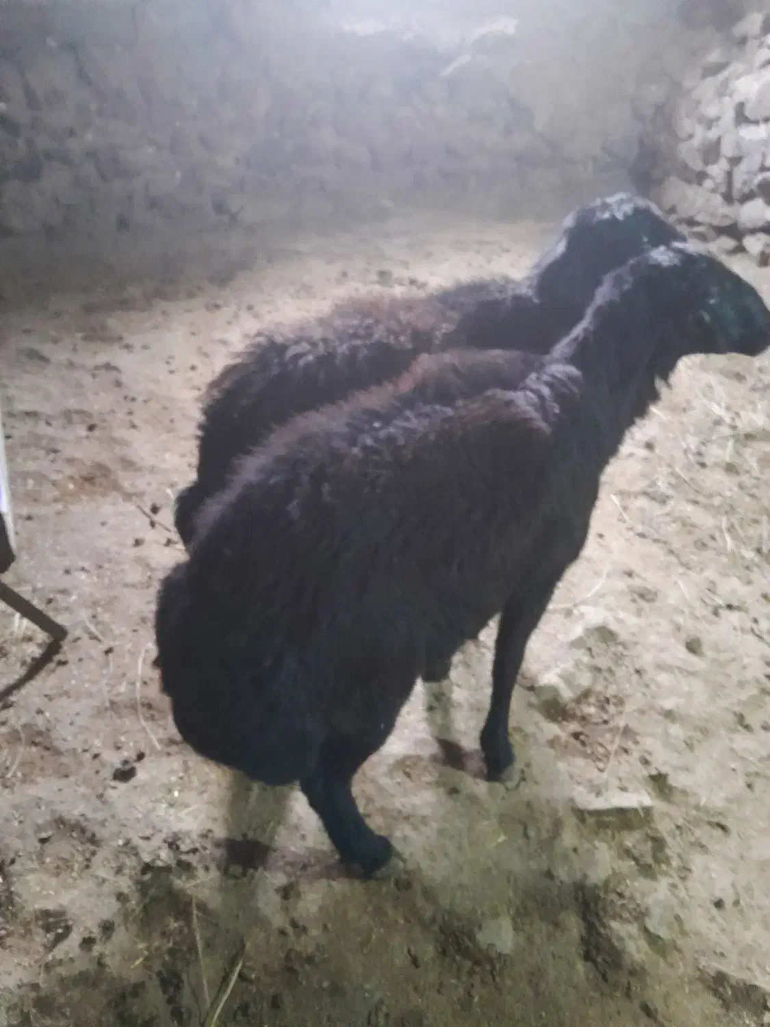 دوعدد قوچ قره قزل|حیوانات مزرعه|خلخال, |دیوار