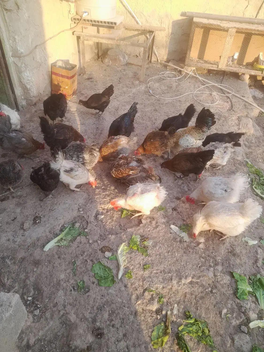 مرغ تخم گذار|حیوانات مزرعه|مسجد سلیمان, |دیوار