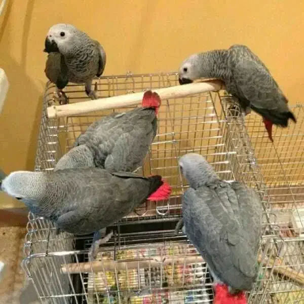 تخم نطفه دار کاسکو دم قرمز|پرنده|تهران, جیحون|دیوار