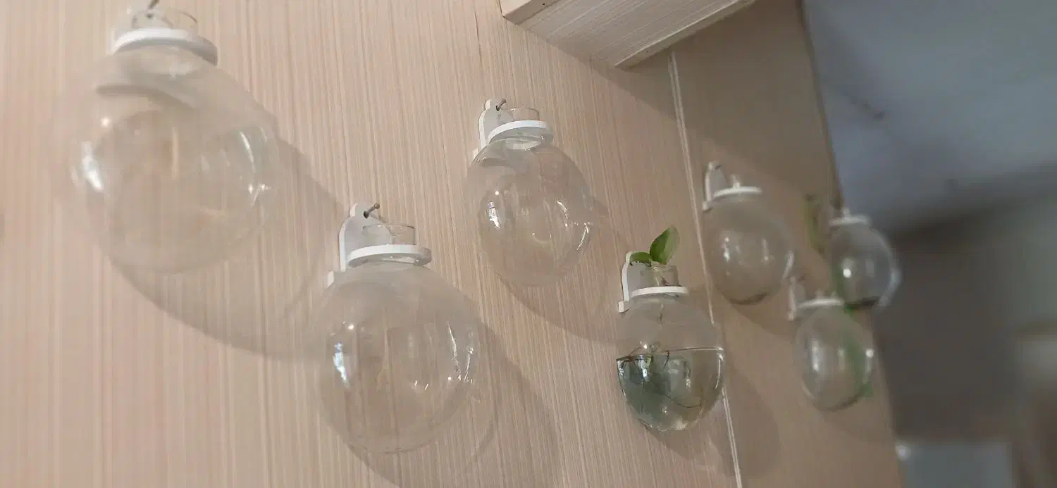 گلدان شیشه ای دیوارکوب|صنایع دستی و سایر لوازم تزئینی|مشهد, فتح المبین|دیوار