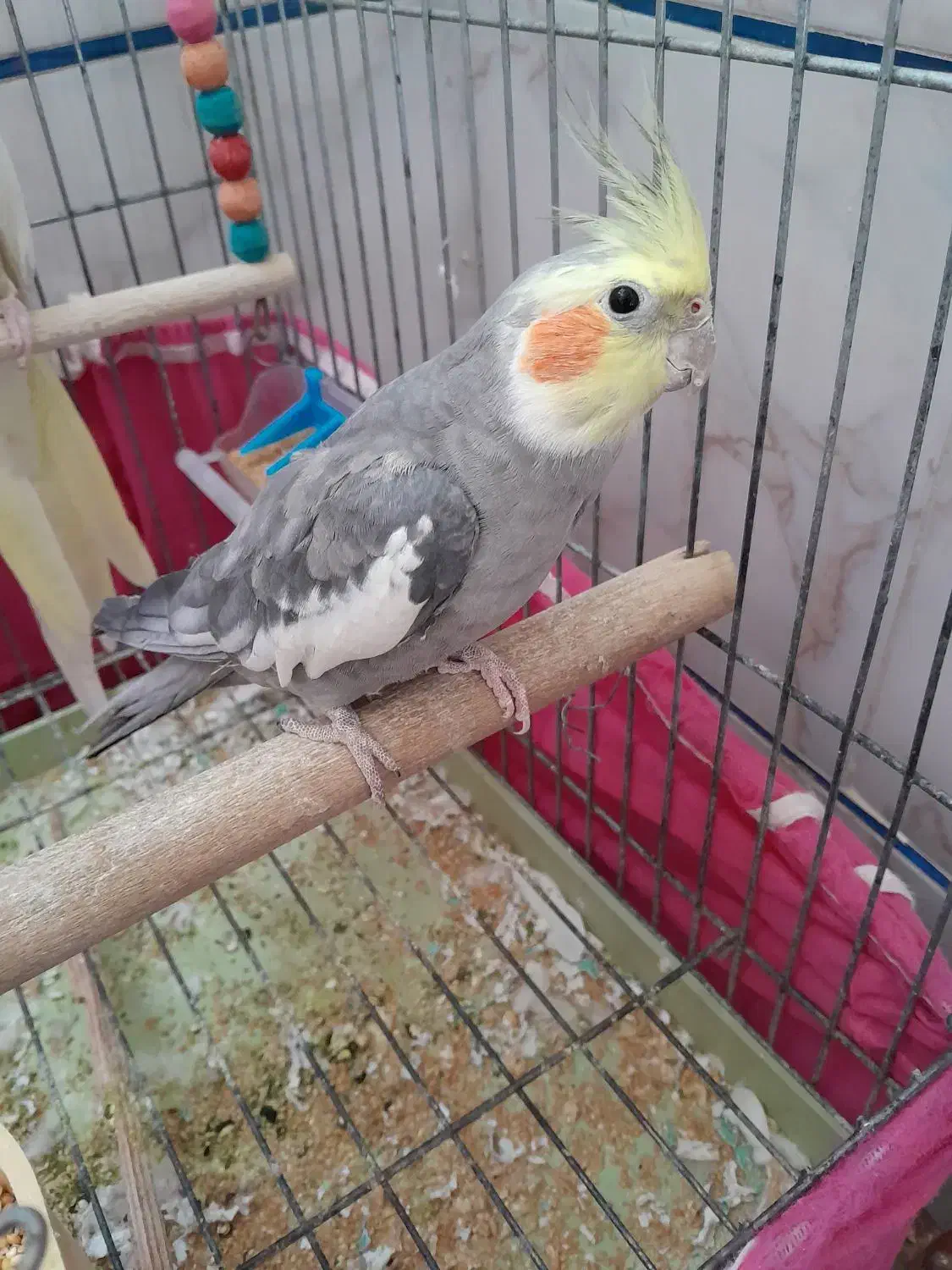 عروس هلندی نروماده|پرنده|اصفهان, مارچین|دیوار