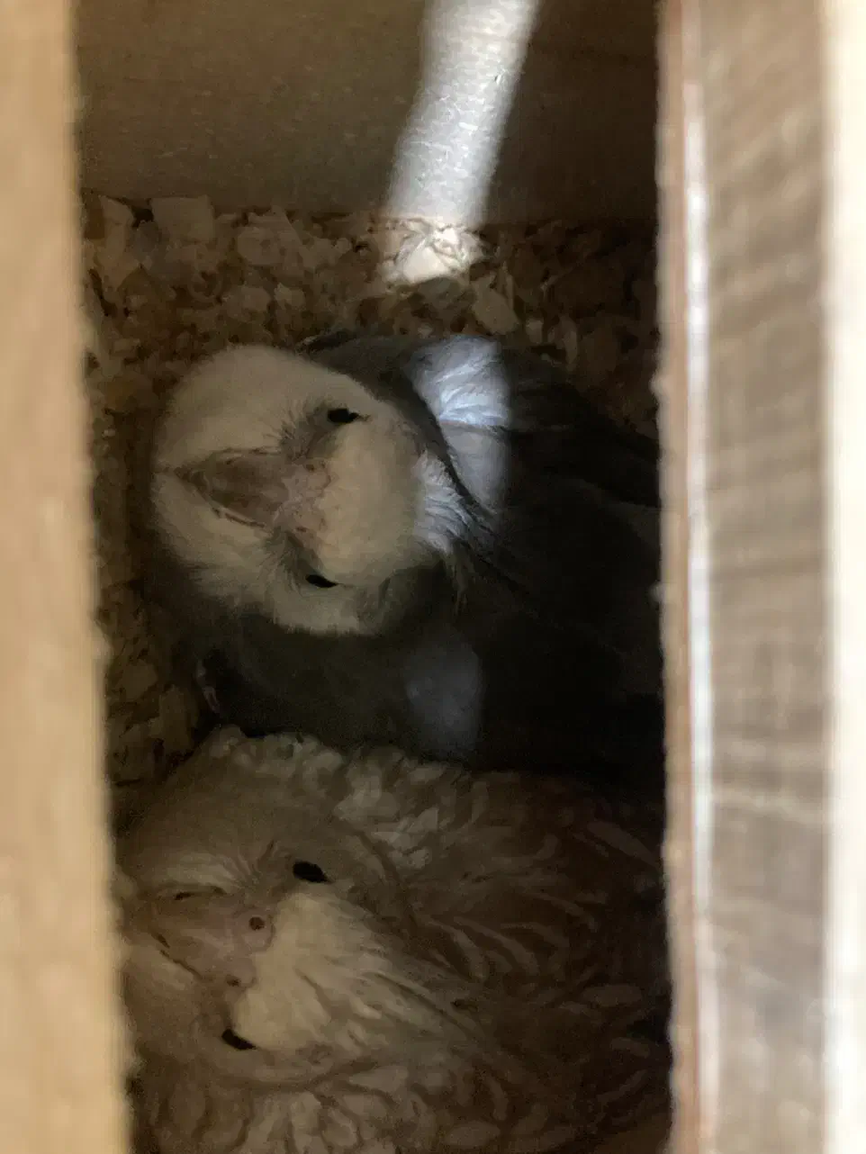 یه تعداد عروس(جوجه و بالغ)ملنگو-راهب-گیرینچیک|پرنده|رشت, یخسازی|دیوار