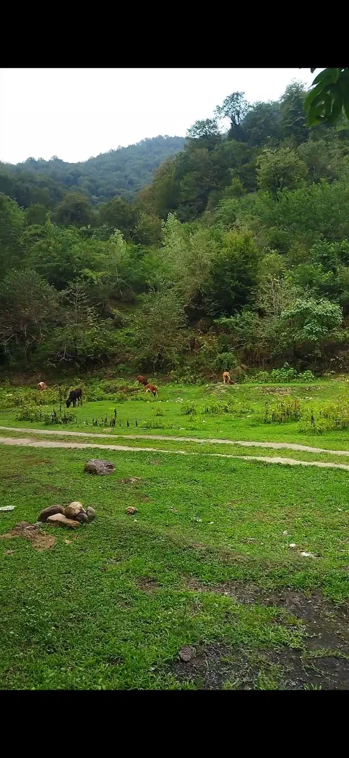 500متر باغی داخل طرح هادی روستا کنار رودخانه|فروش زمین و ملک کلنگی|احمدسرگوراب, |دیوار