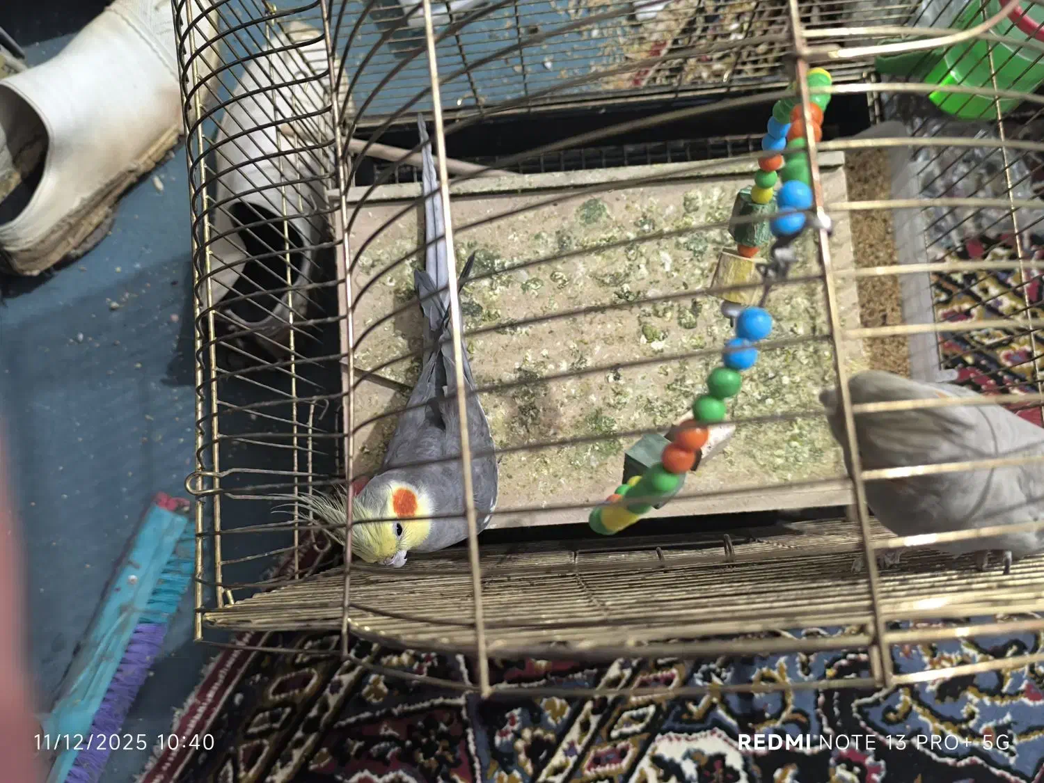 جفت عروس هلندی دستی|پرنده|شوشتر, |دیوار