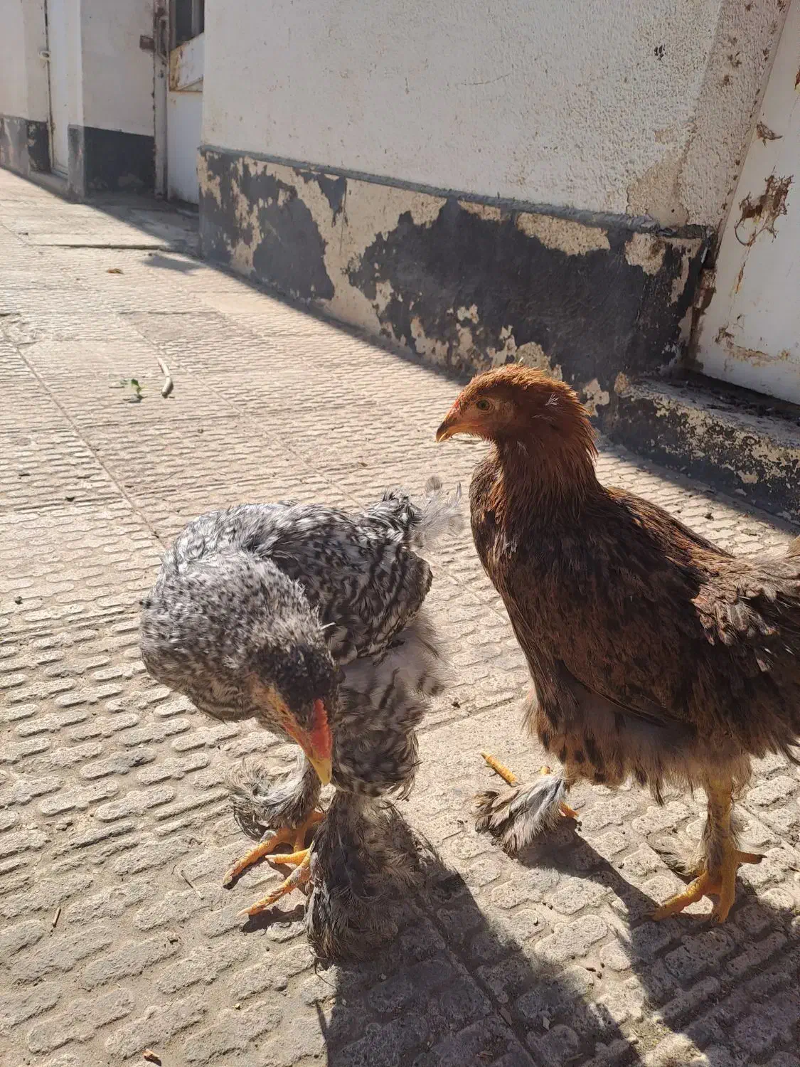 برهما|حیوانات مزرعه|محمدشهر, جعفرآباد|دیوار