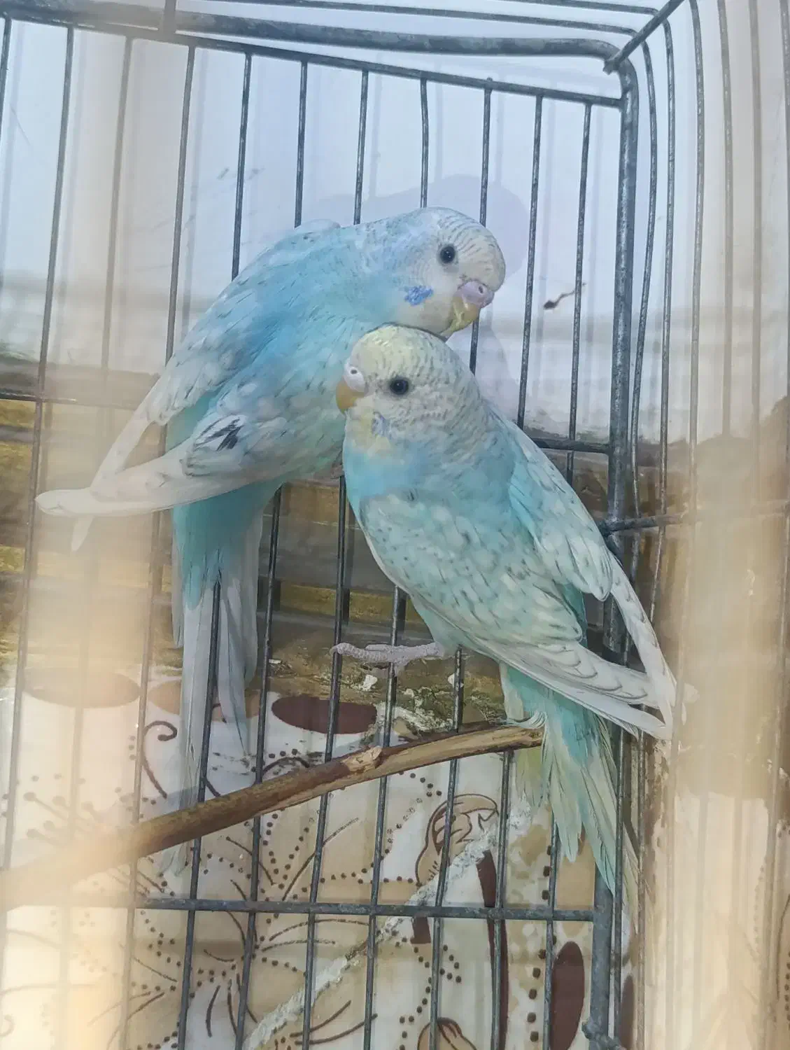 جفت مرغ عشق رینبو و سرلاکی  پروانه ای|پرنده|ایرانشهر, |دیوار