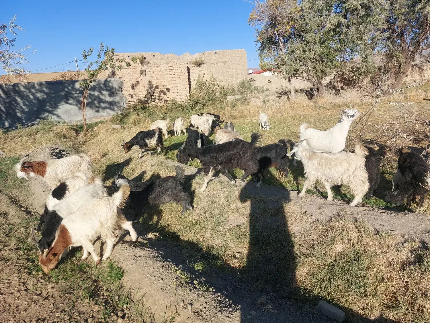 ۳۰راس بزغاله|حیوانات مزرعه|خمین, |دیوار