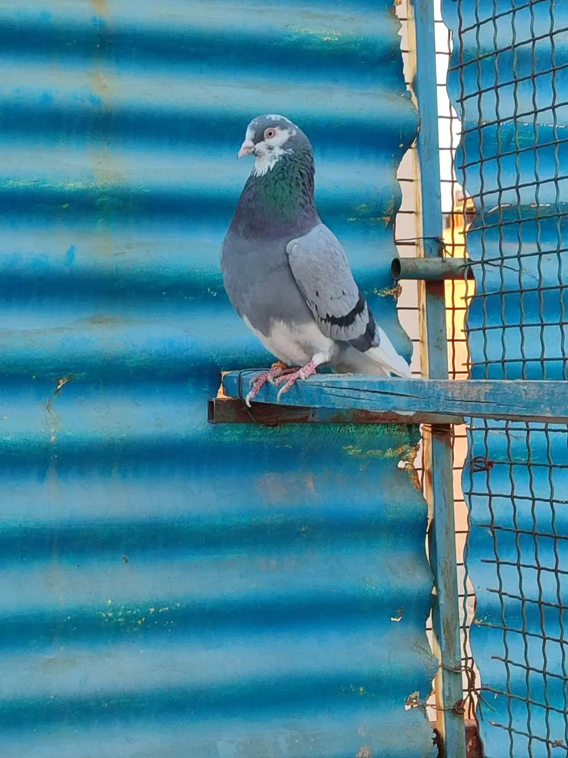 کبوتر پرشی .انگلیسی|پرنده|اسلامشهر, شهرک مهدیه|دیوار