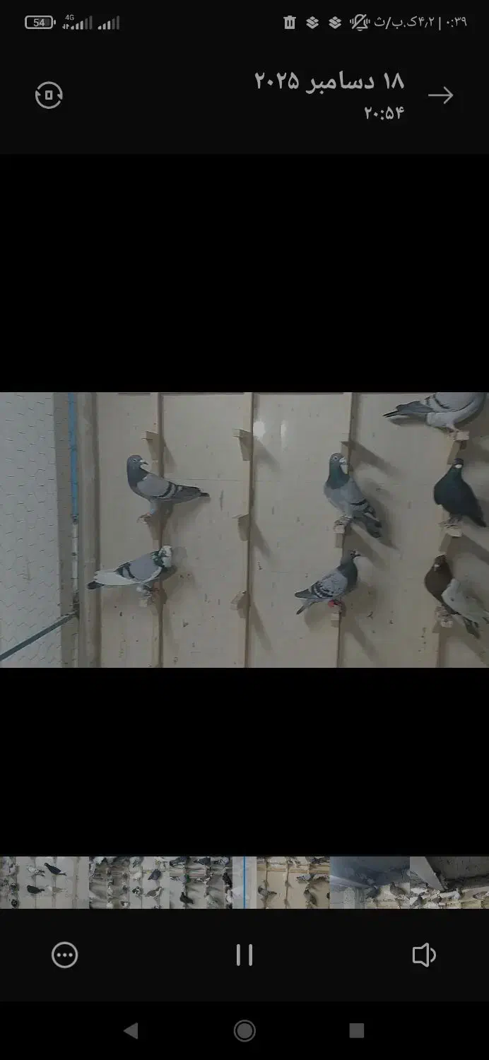 ۸۰تا کفتر جنگده شب روز ندارن همه پلاکی ابلغ|پرنده|مشهد, توس (بلوار توس)|دیوار