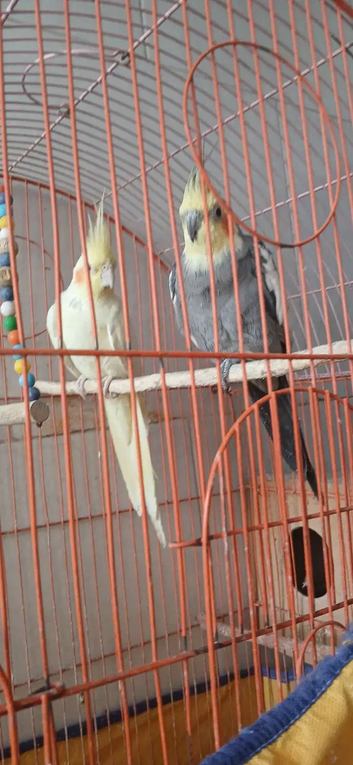 عروس هلندی جفت|پرنده|فولادشهر, B7|دیوار