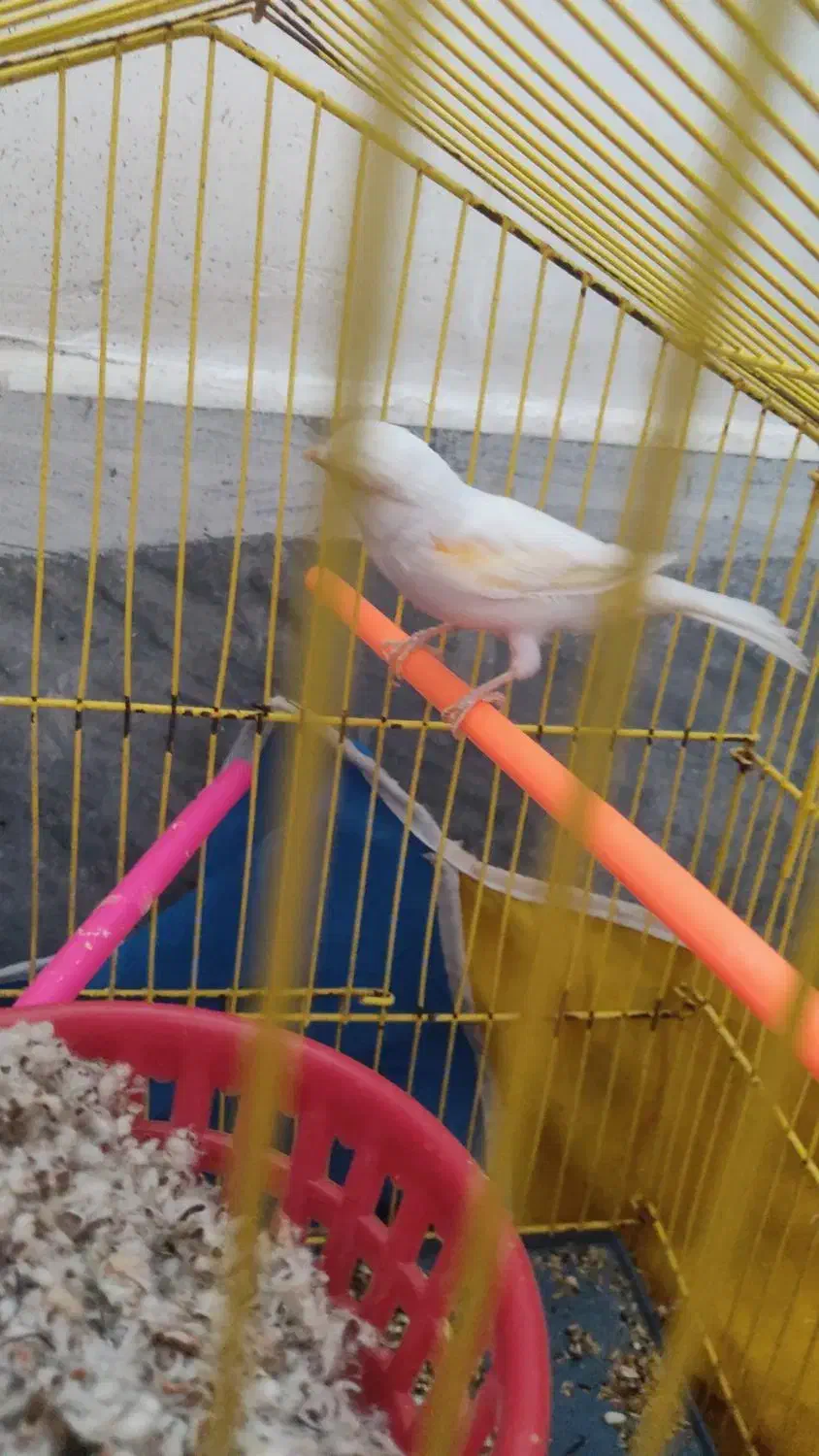 قناری ماده موزاییکی|پرنده|زاهدان, |دیوار