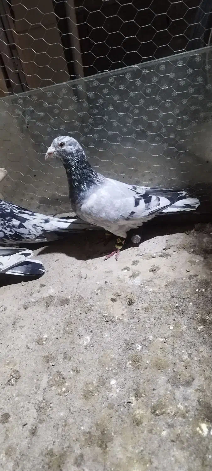 کبوتر سار|پرنده|خان ببین, |دیوار