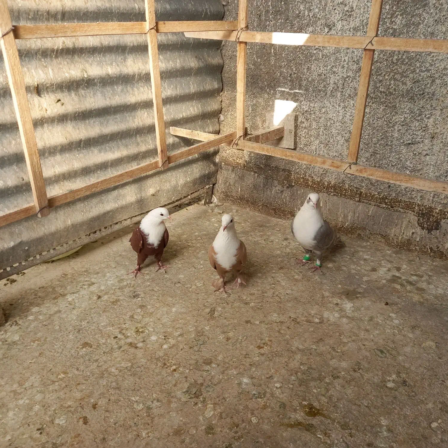 سه تا کلاغ مقبول|پرنده|تربت‌حیدریه, مسجد جامع|دیوار