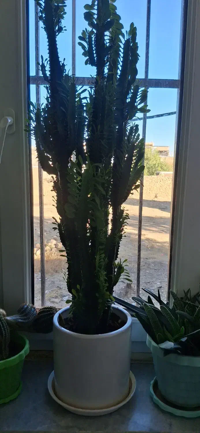 گلهای آپارتمانی|حراج|جاجرود, |دیوار