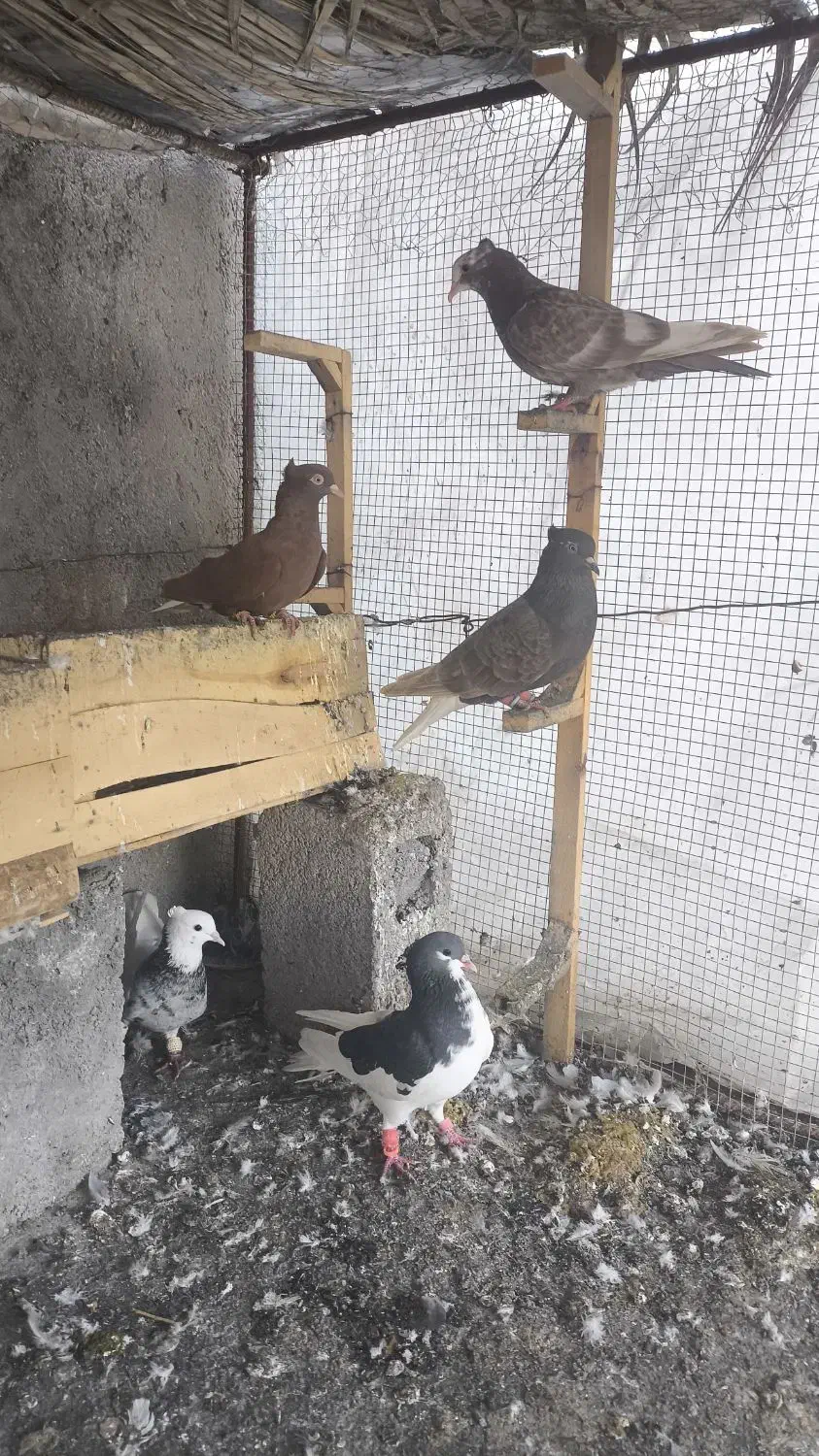 پرنده|پرنده|برازجان, |دیوار